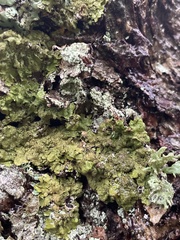 Melanelixia glabratula