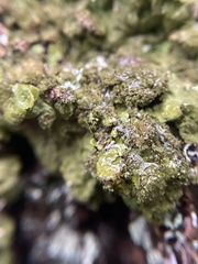 Melanelixia glabratula