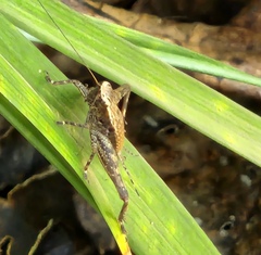 Lebinthus lanyuensis