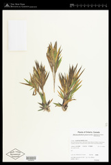 Dichanthelium praecocius