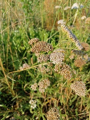 Achillea millefolium