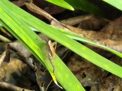 Lebinthus lanyuensis