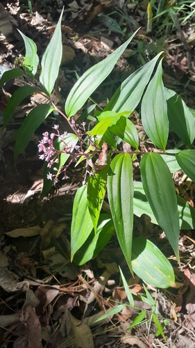 Maianthemum paniculatum (Maianthemum paniculatum)