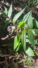 Maianthemum
