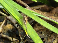 Lebinthus lanyuensis