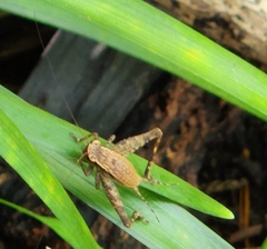 Lebinthus lanyuensis