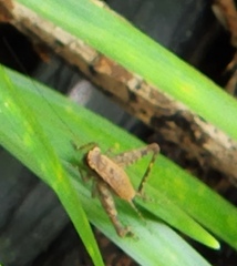 Lebinthus lanyuensis