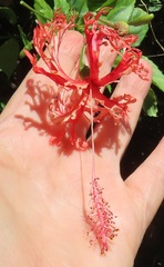 Hibiscus schizopetalus