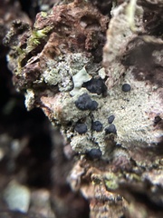 Lecidella elaeochroma