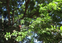 Hibiscus schizopetalus