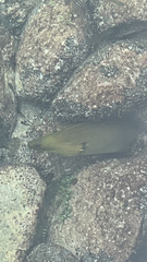 Gymnothorax funebris
