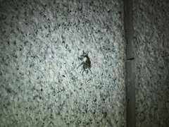 Eucryptorrhynchus brandti