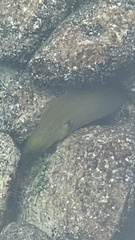 Gymnothorax funebris