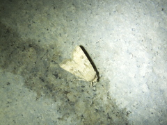 Agrotis segetum