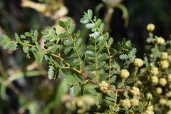 Larrea nitida