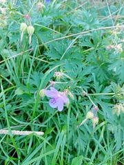 Geranium pratense