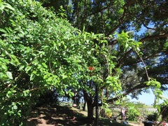 Hibiscus schizopetalus