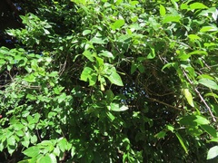 Hibiscus schizopetalus