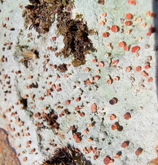 Baeomycetaceae