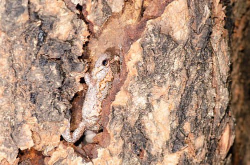 Uperodon taprobanicus