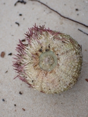 Lytechinus variegatus
