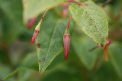 Vaccinium erythrocarpum