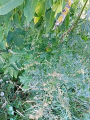 Artemisia vulgaris