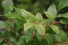 Vaccinium erythrocarpum