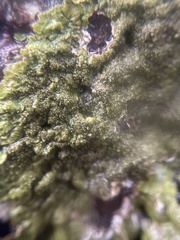 Melanelixia glabratula