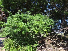 Hibiscus schizopetalus