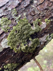 Melanelixia glabratula