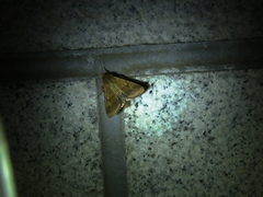 Helicoverpa armigera