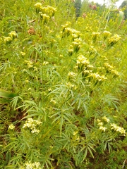 Tagetes minuta