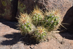 Trichocereus candicans