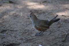 Rhinocrypta lanceolata