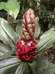 Costus spiralis