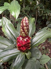 Costus spiralis