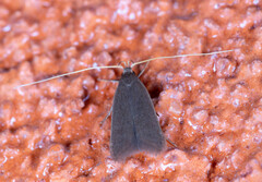 Lecithocerinae