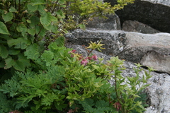 Dicentra eximia
