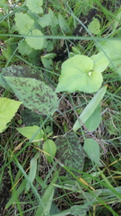 Hieracium glaucinum similatum