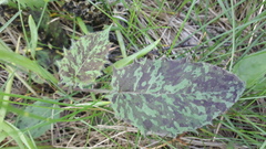 Hieracium glaucinum similatum