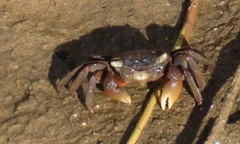 Parasesarma catenatum