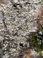 Buellia griseovirens