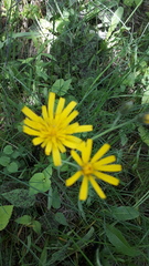 Hieracium glaucinum similatum