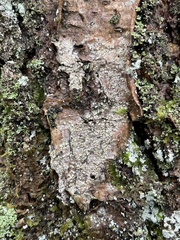 Buellia griseovirens