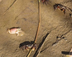 Parasesarma catenatum