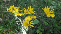 Hieracium glaucinum similatum