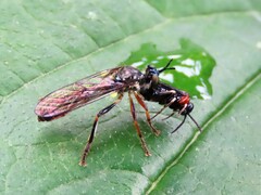 Eutomostethus ephippium