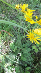 Hieracium glaucinum similatum