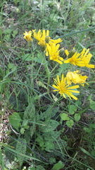 Hieracium glaucinum similatum